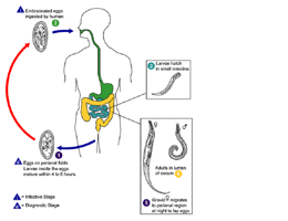 enterobius vermicularis ciclo vitale condiloame în clitoris
